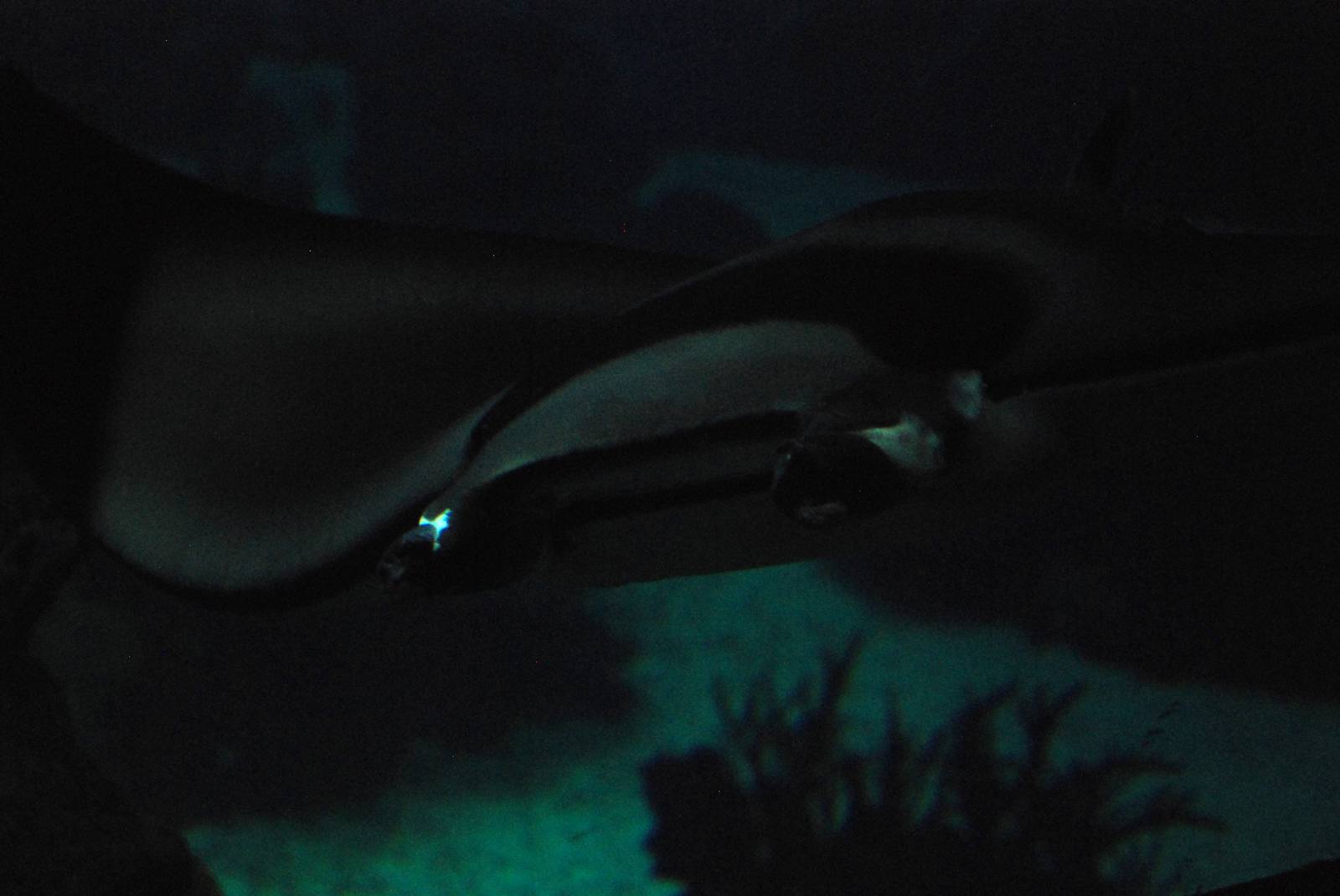 Devil Ray at Lisbon Oceanarium, 25/05/11