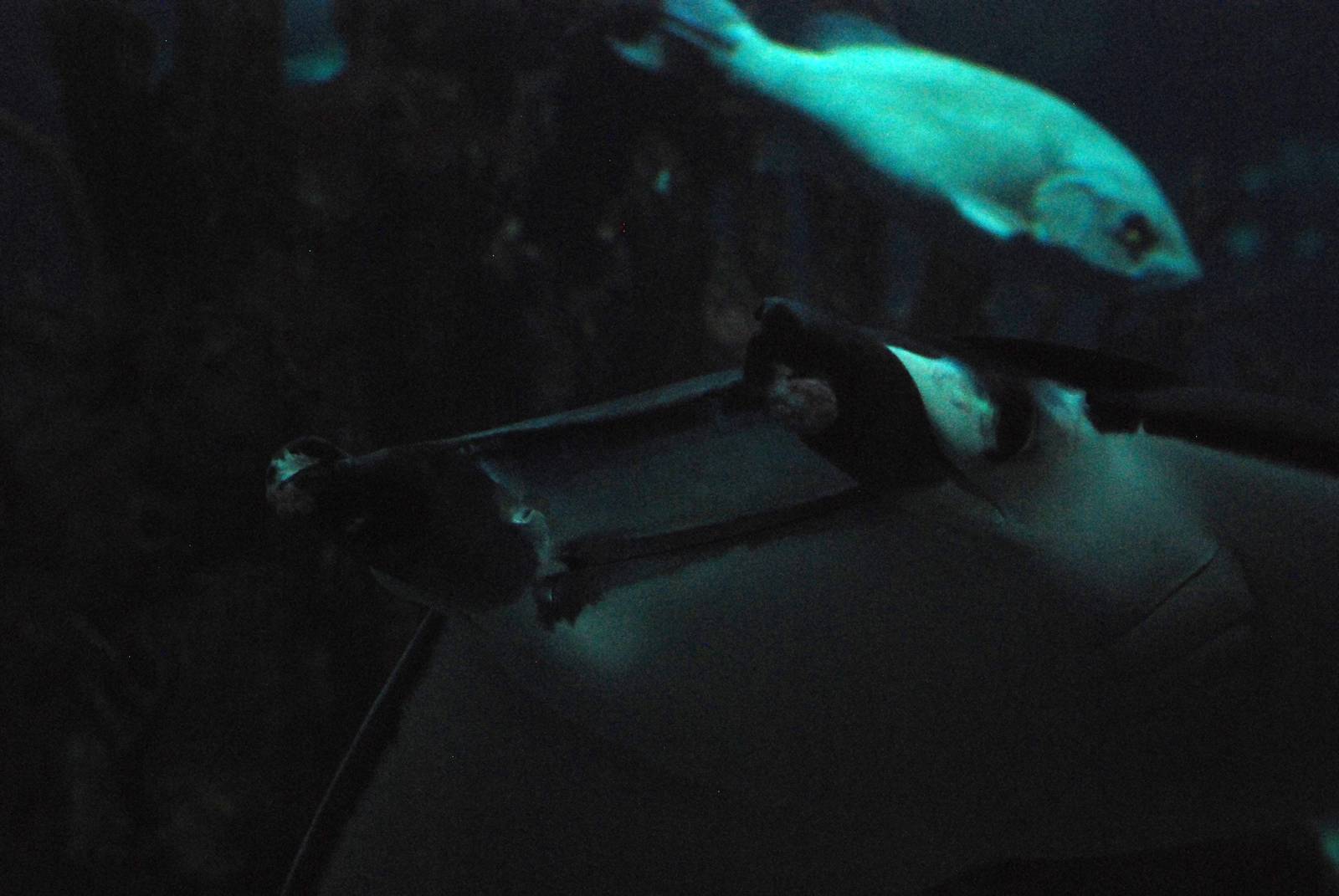 Devil Ray at Lisbon Oceanarium, 25/05/11