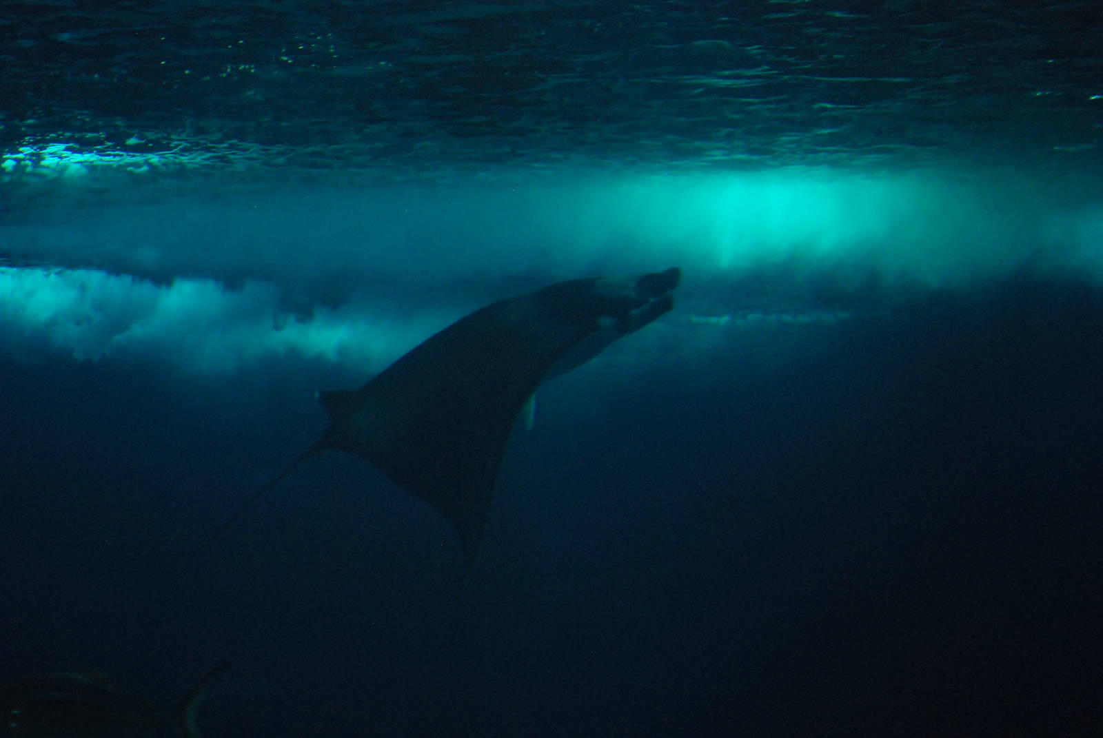 Devil Ray at Lisbon Oceanarium, 25/05/11