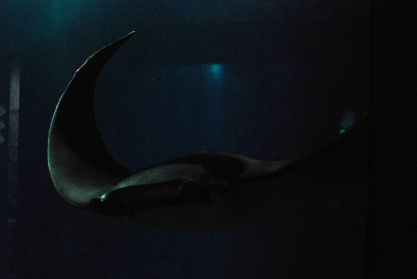 Devil Ray at Lisbon Oceanarium, 25/05/11