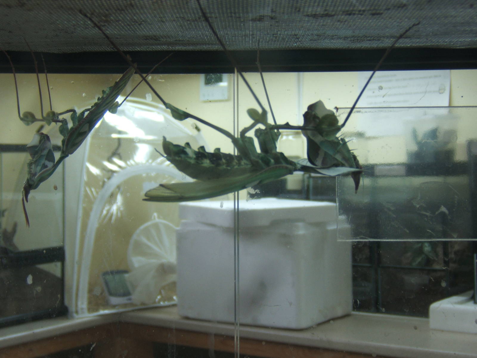 Devil`s Flower Mantis (Idolomantis diabolica)