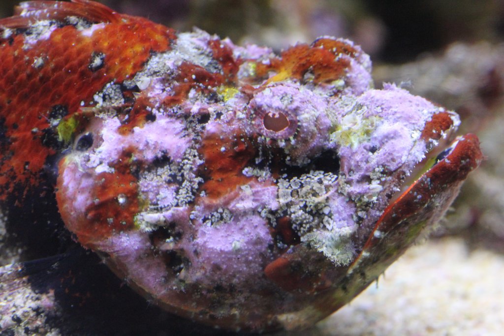 Devil Scorpionfish (Scorpaenopsis diabolus)