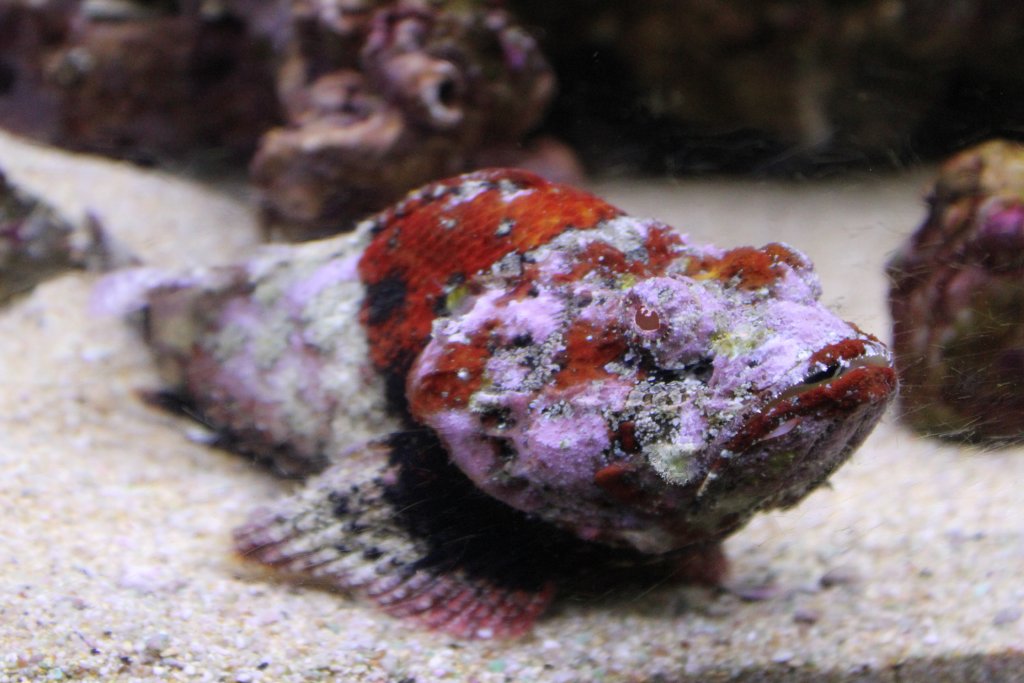 Devil Scorpionfish (Scorpaenopsis diabolus)