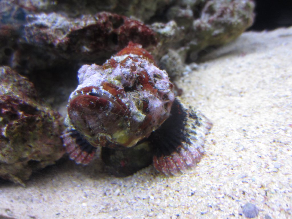 Devil Scorpionfish
