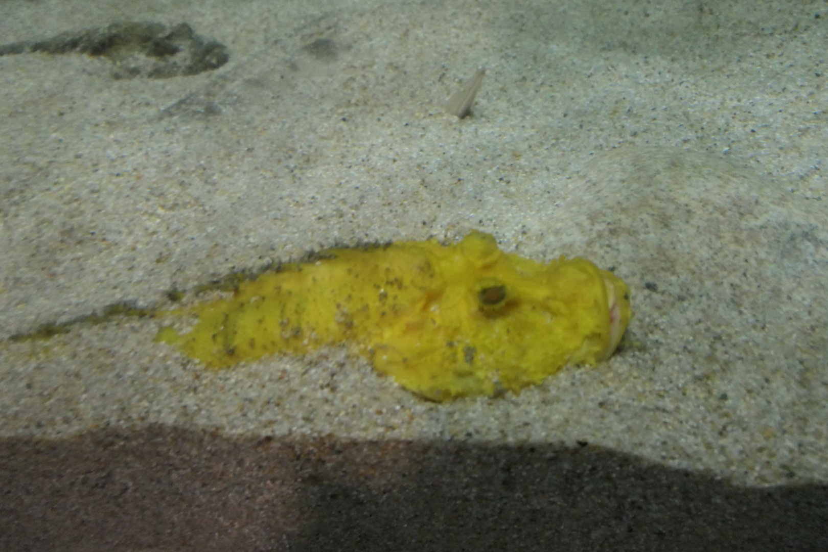 Devil Stinger (Inimicus japonicus) - Uozu Aquarium