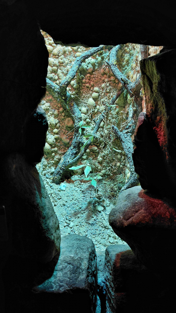 Devil's flower mantis exhibit