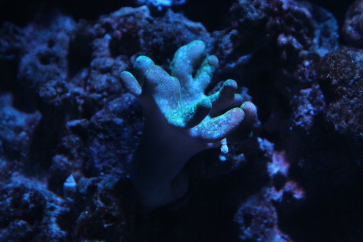 Devil's hand coral (Lobophytum cf. pauciflorum)