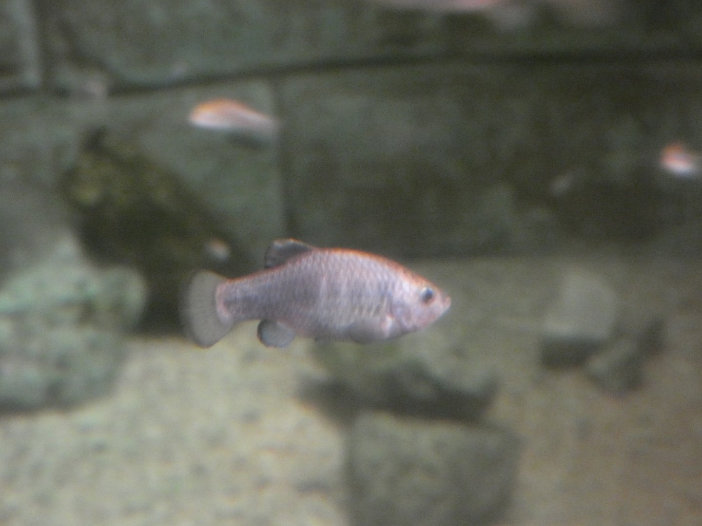 Devil’s hole pupfish (Cyprinodon diabolis)