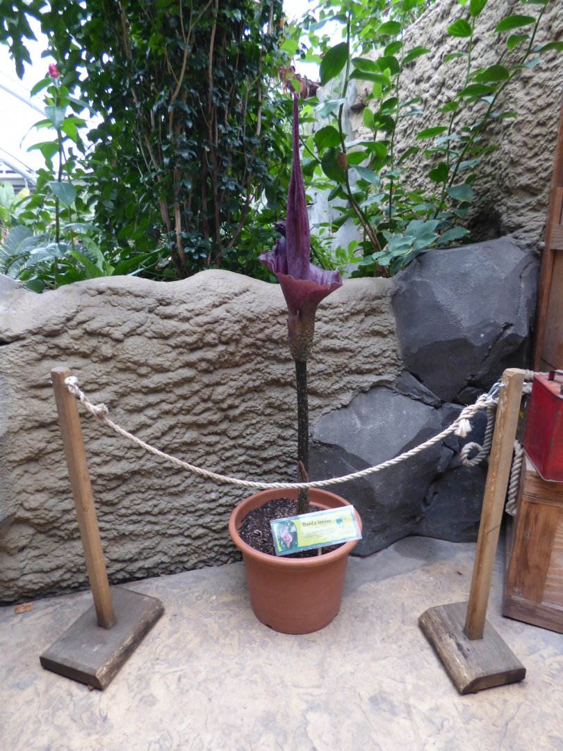 Devil's Tongue Plant