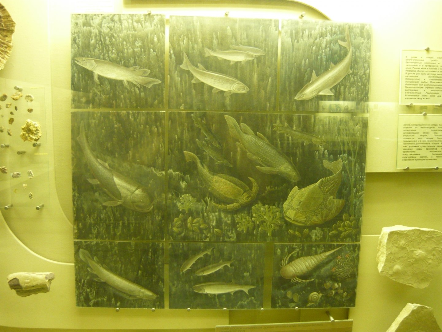 Devonian marine animals