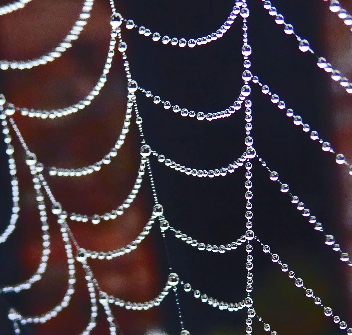 Dew on Spiders Web