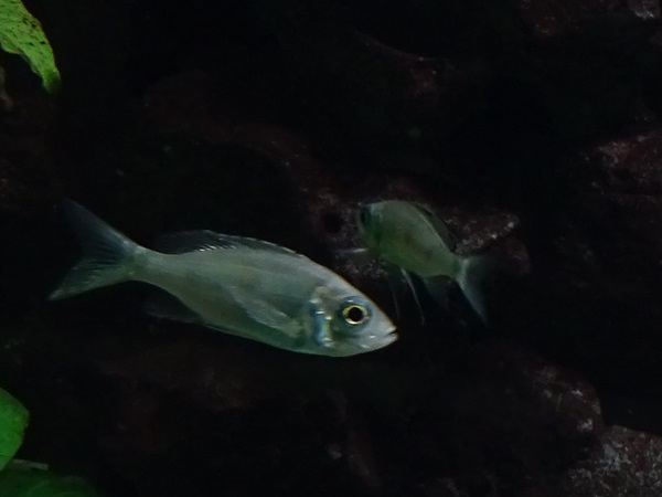 (Dewindt`s cichlid (Aulonocranus dewindti) ?