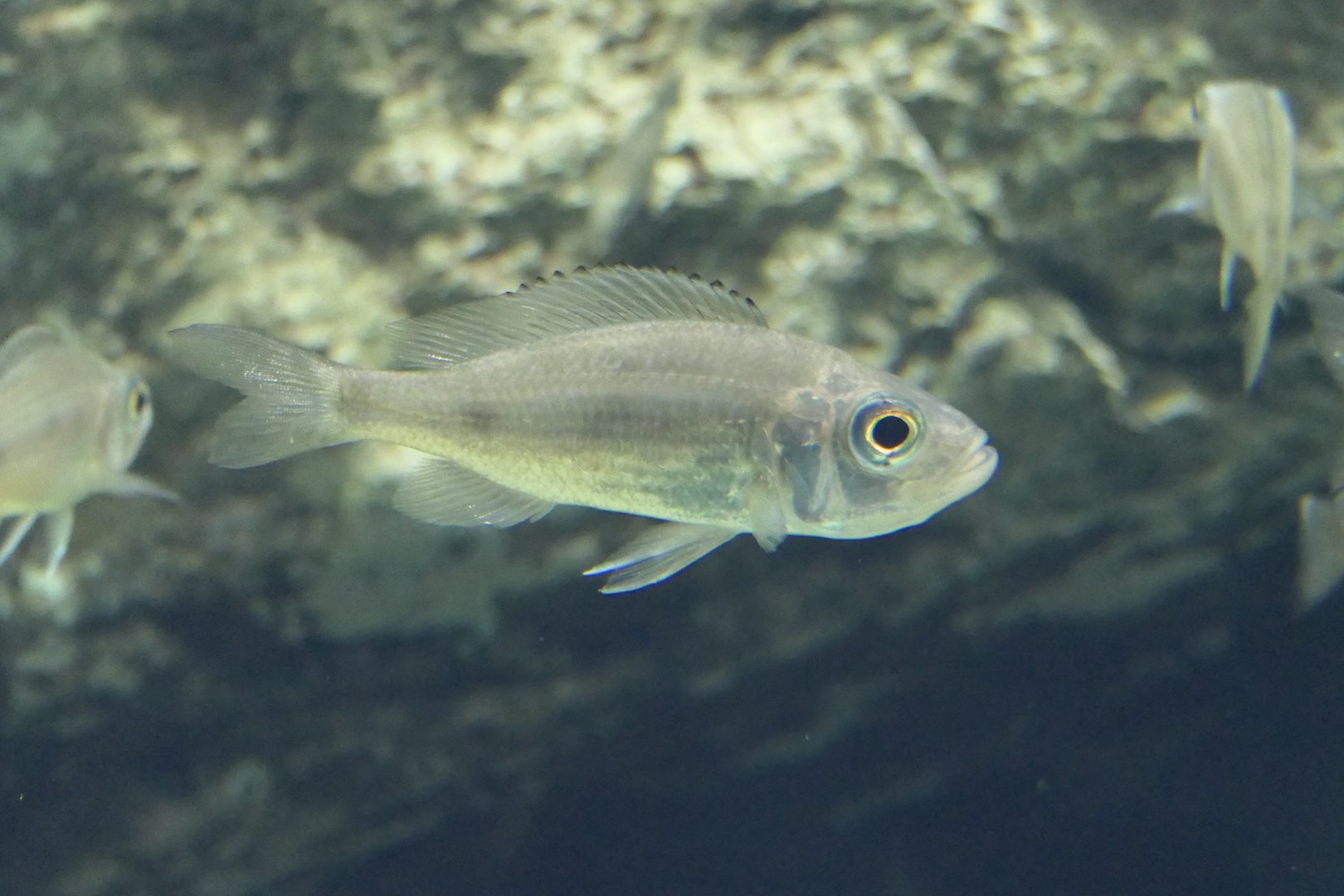 Dewindti Cichlid (Aulonocranus dewindti) - Lake Biwa Museum