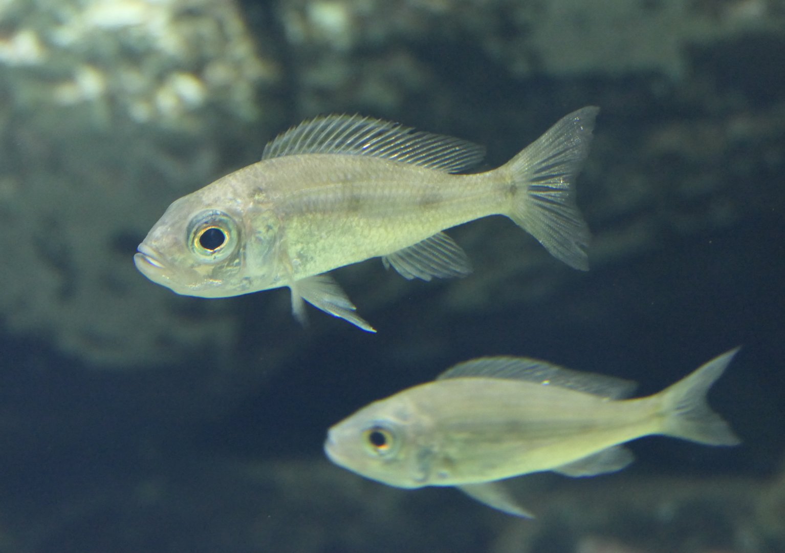 Dewindti Cichlid (Aulonocranus dewindti) - Lake Biwa Museum