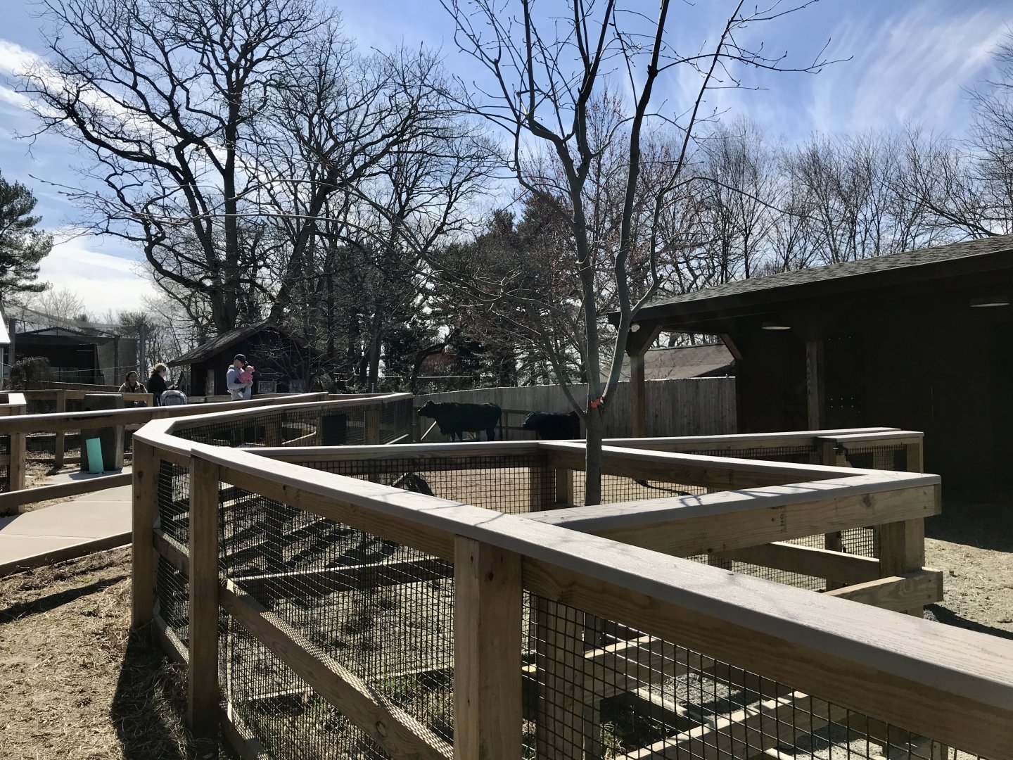 Dexter Cattle Exhibit