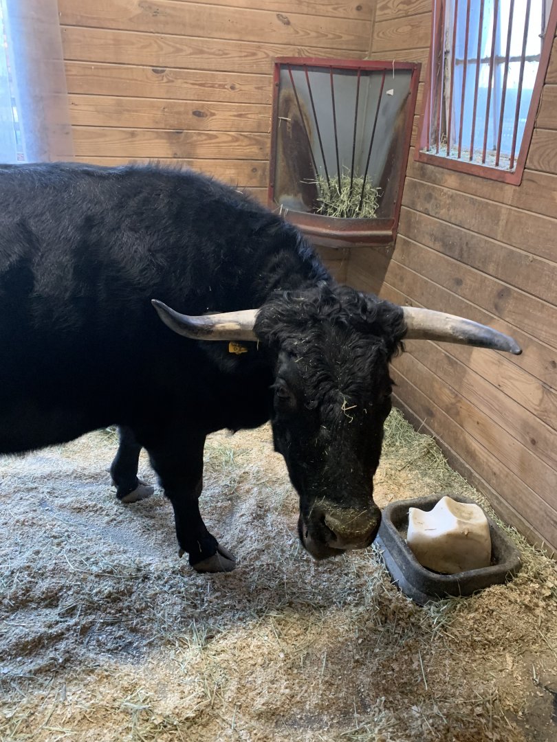 Dexter Cattle in Franklin Farm