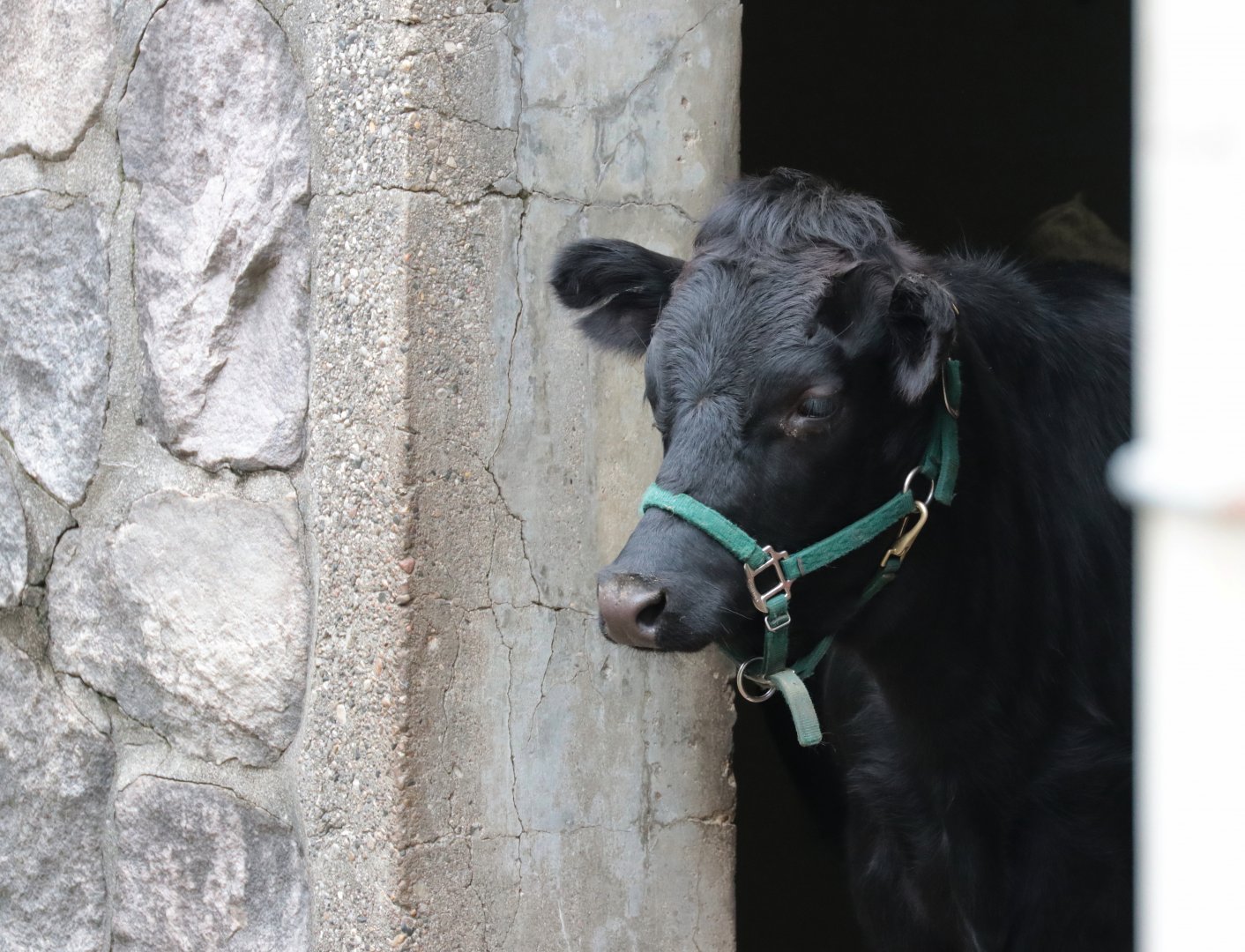 Dexter Cattle - Potter Park Zoo - 05/20/19