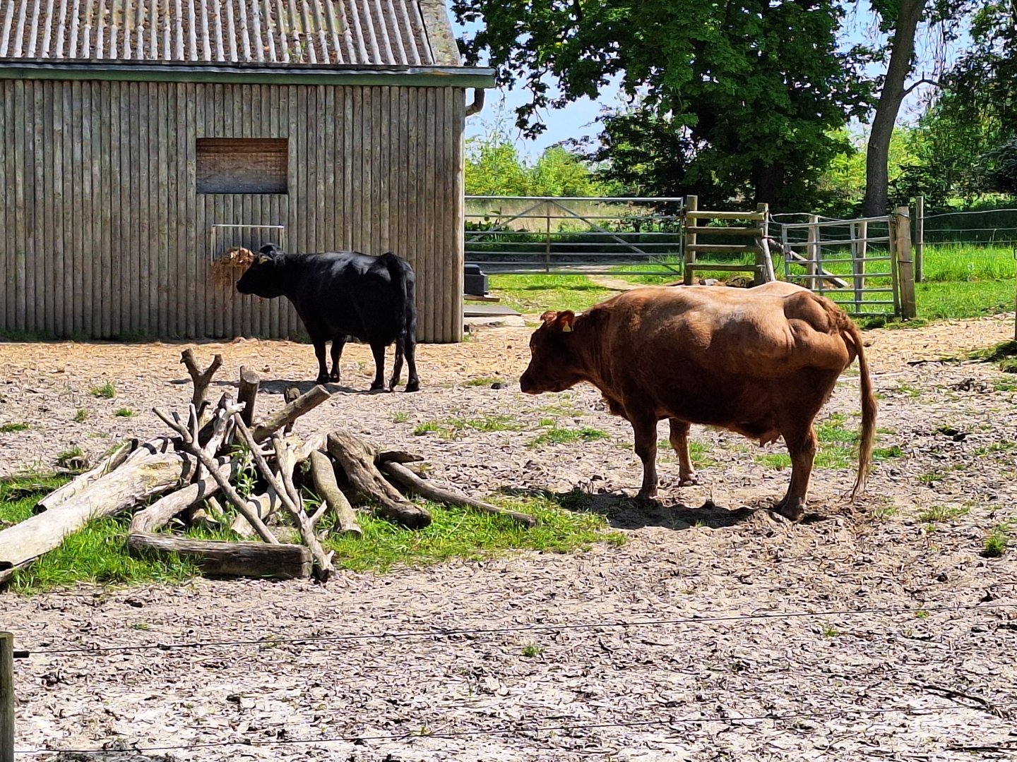 Dexter Cows (I think)