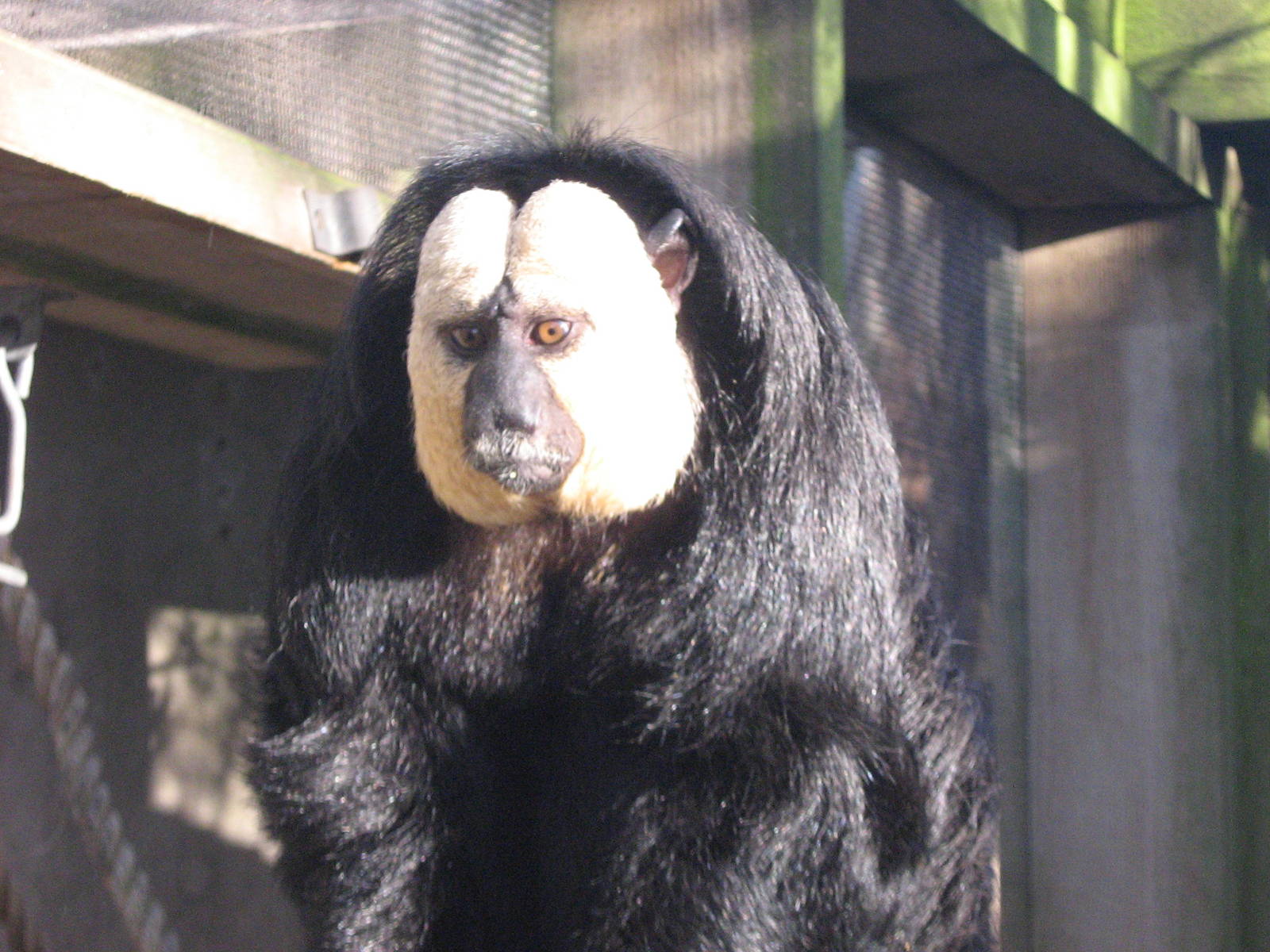 Dexter the White Faced Saki.