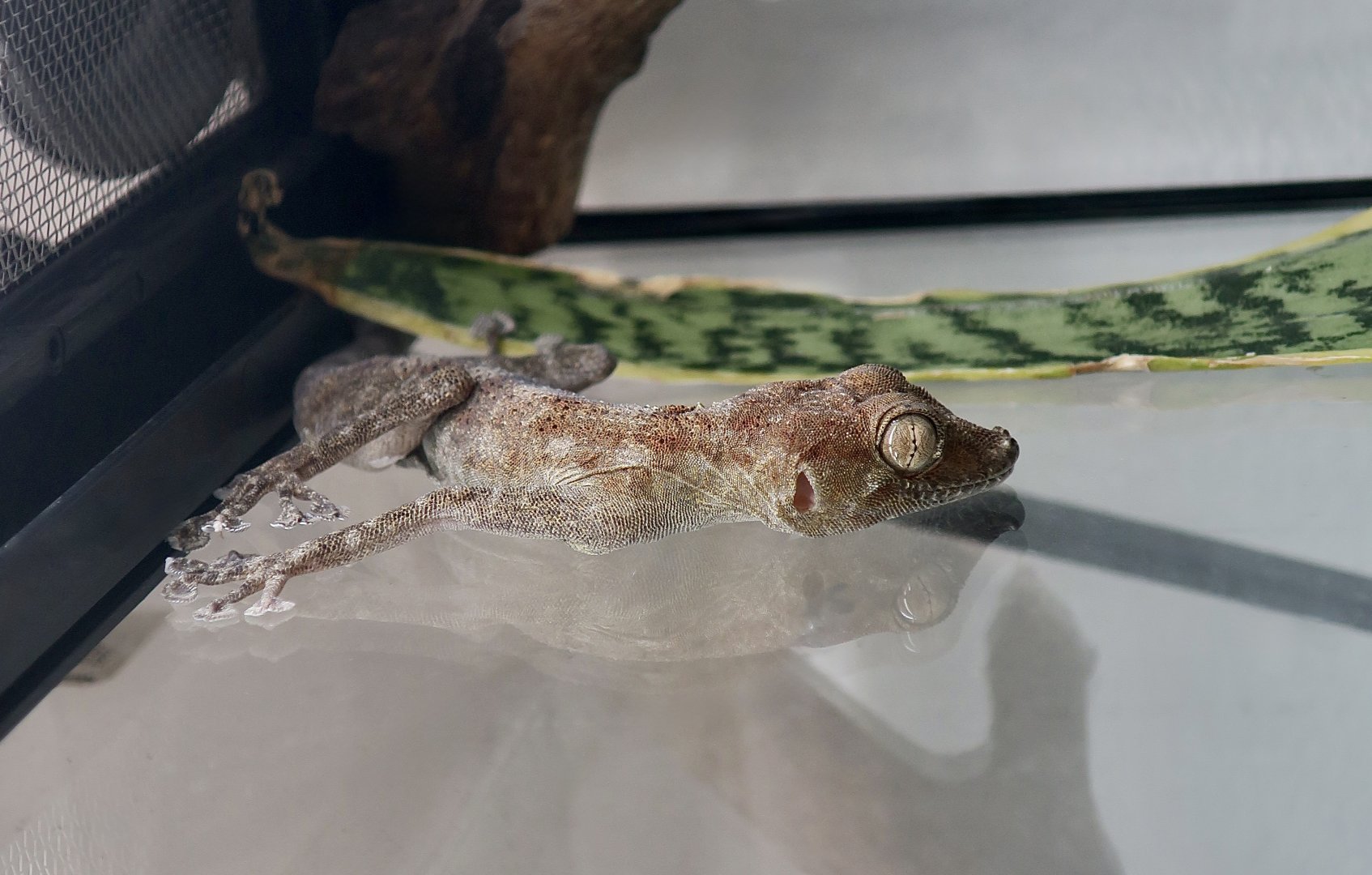 Dhofar Fan-Toed Gecko (Ptyodactylus dhofarensis) - The Gecko Gallery NYC