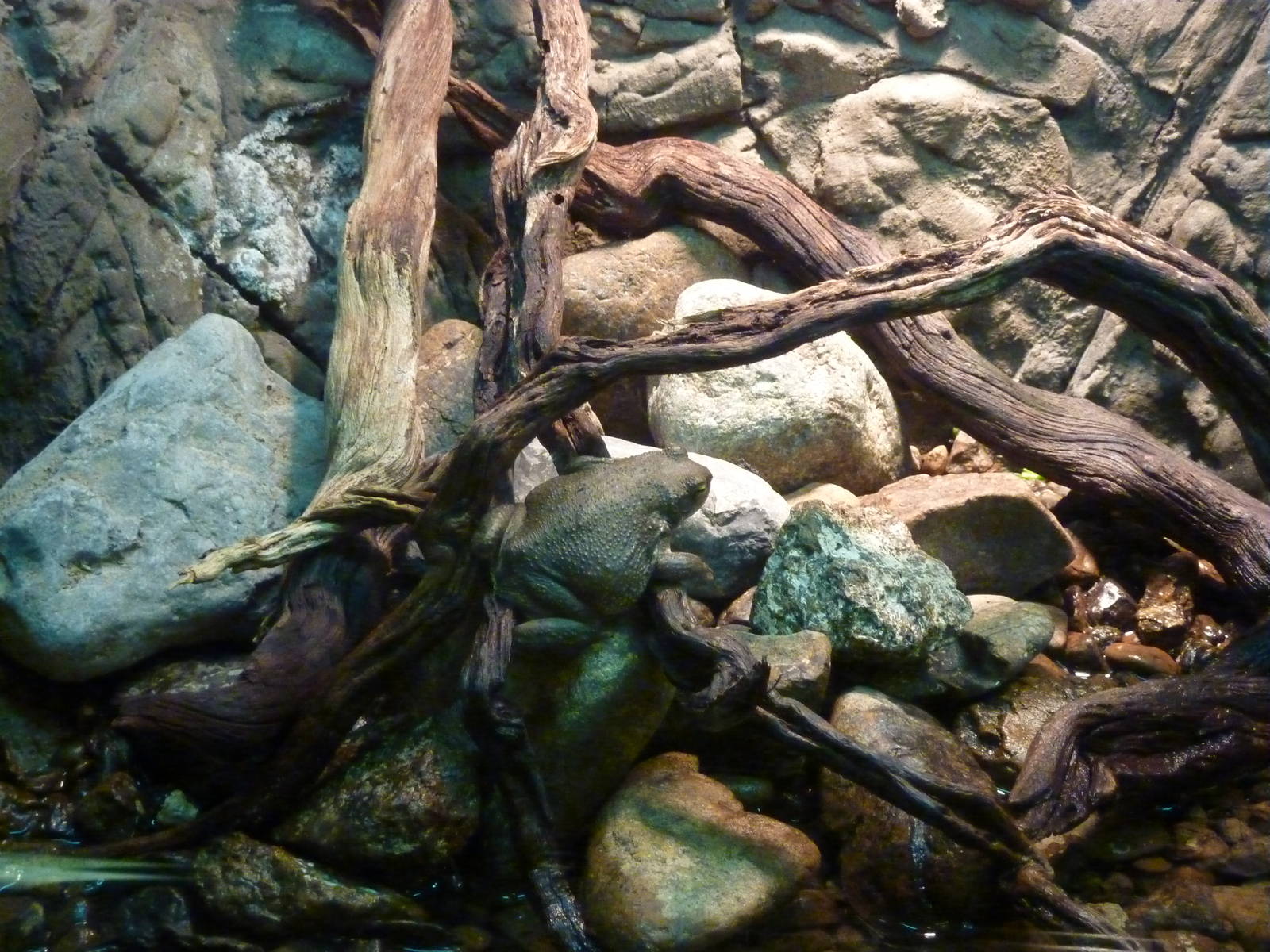 Dhofar toad, December 2011.