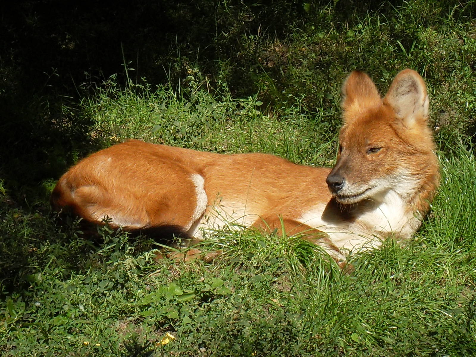 dhole 050910
