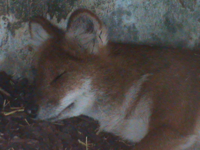 dhole 080811