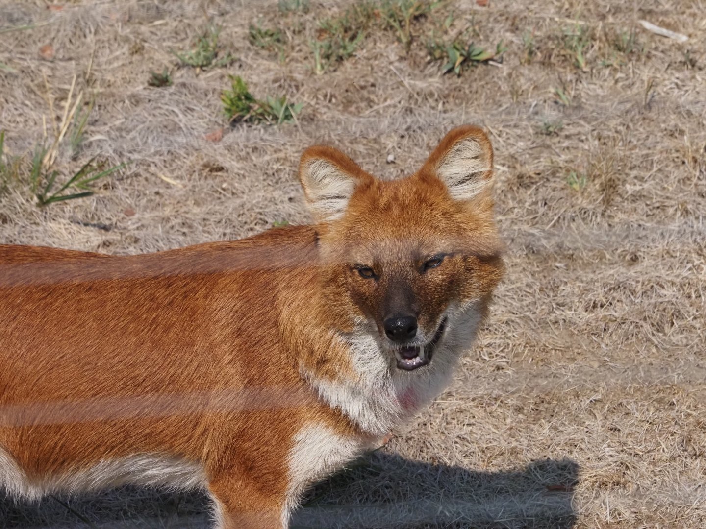 Dhole 1
