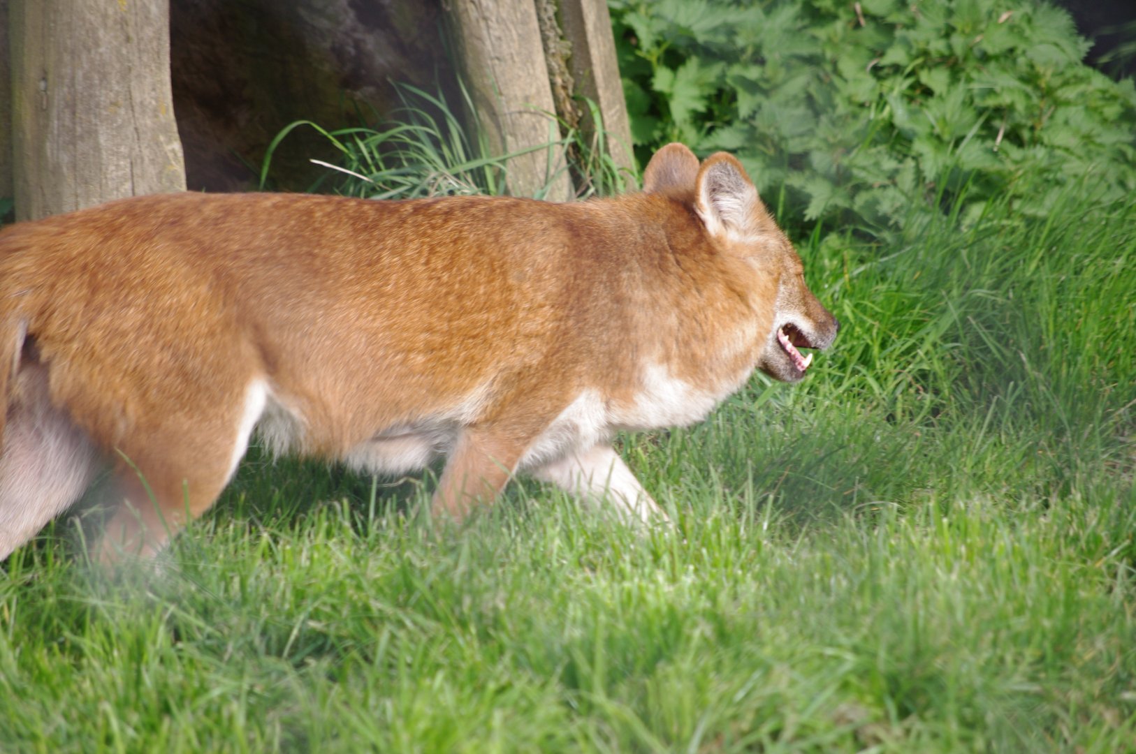 Dhole- 12/4/2024