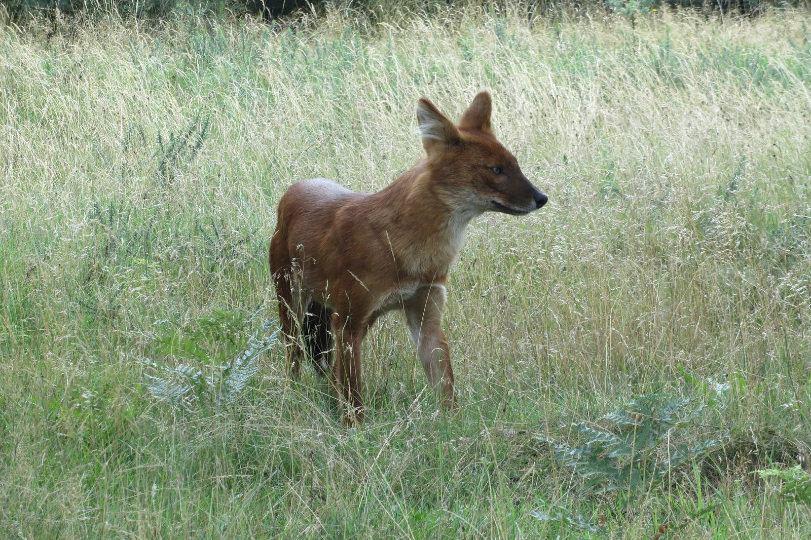 dhole 120813