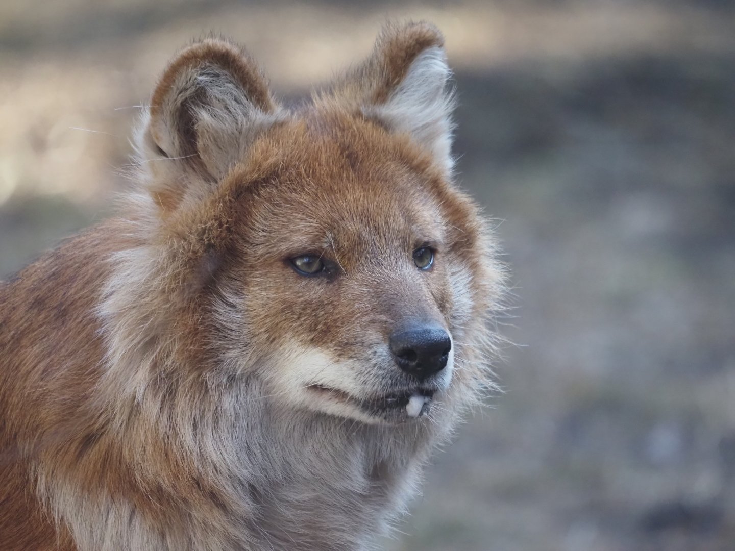 Dhole 2