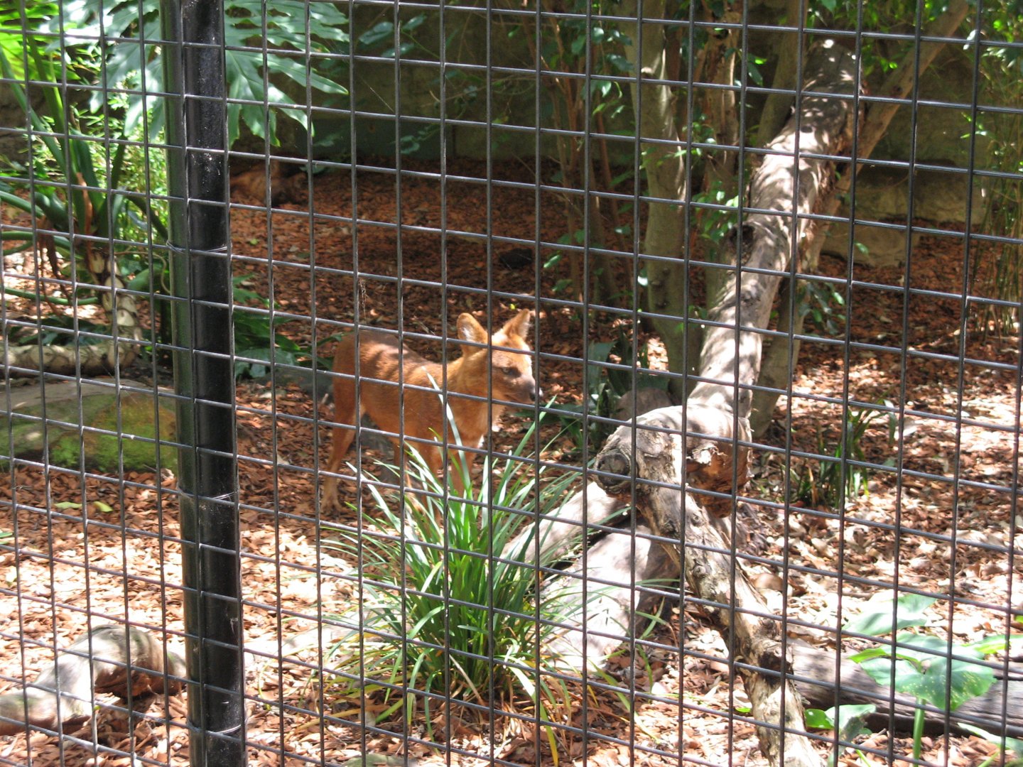Dhole (2008)