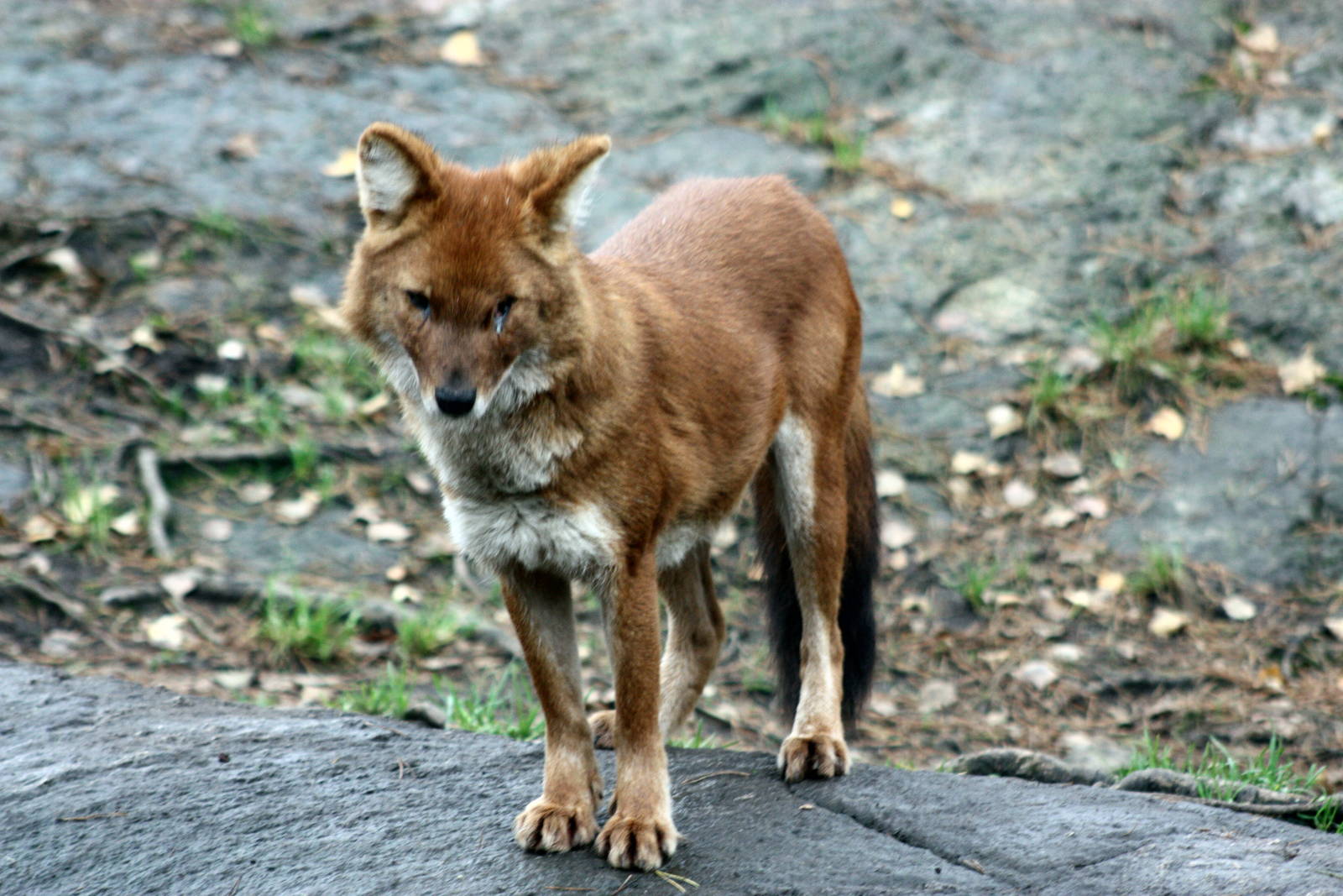 Dhole 2011