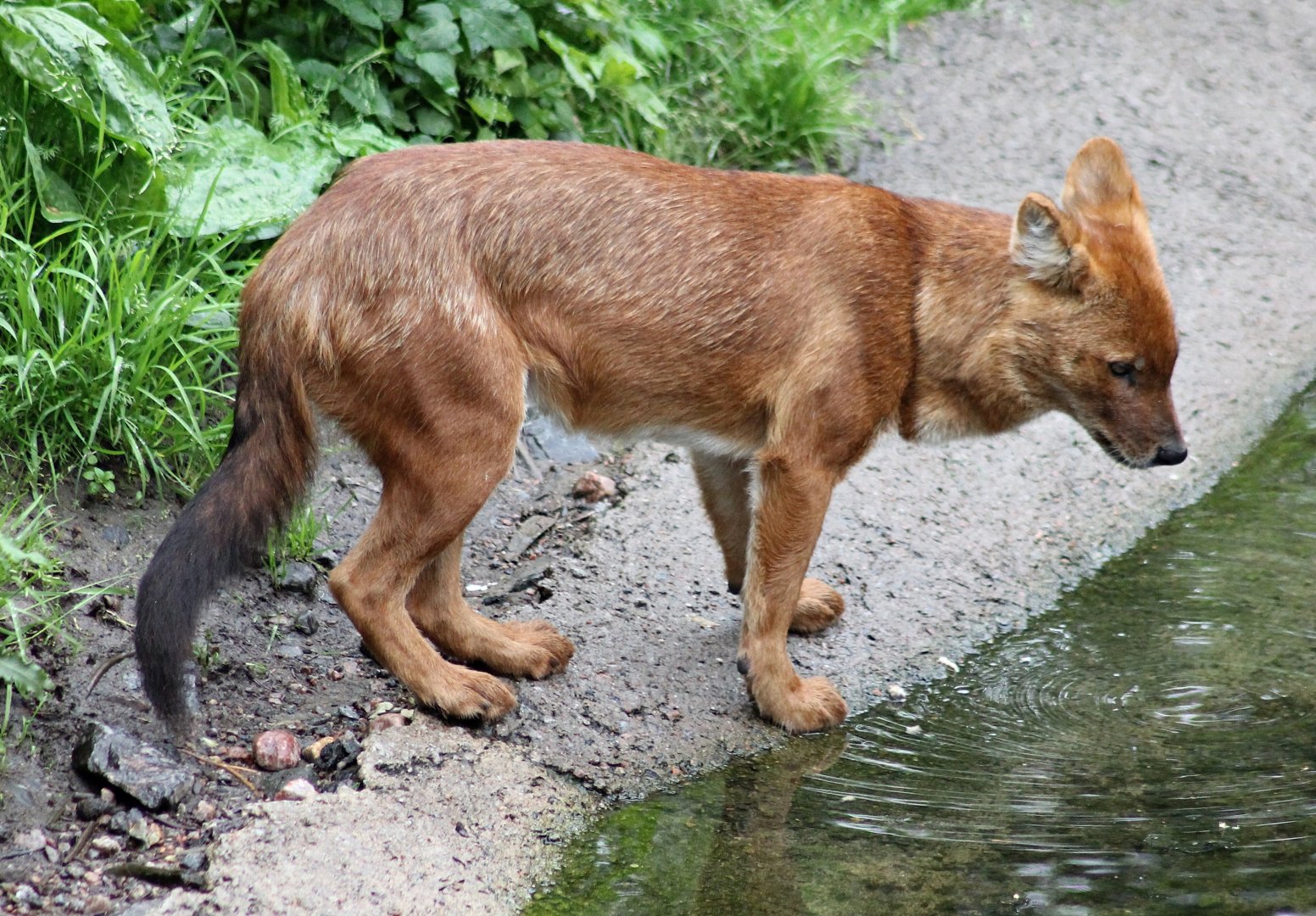 Dhole (2015)