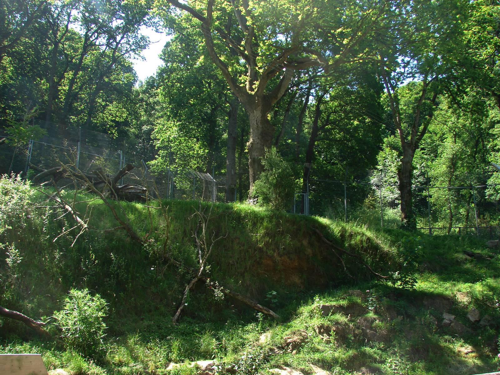 Dhole and sun bear exhibit