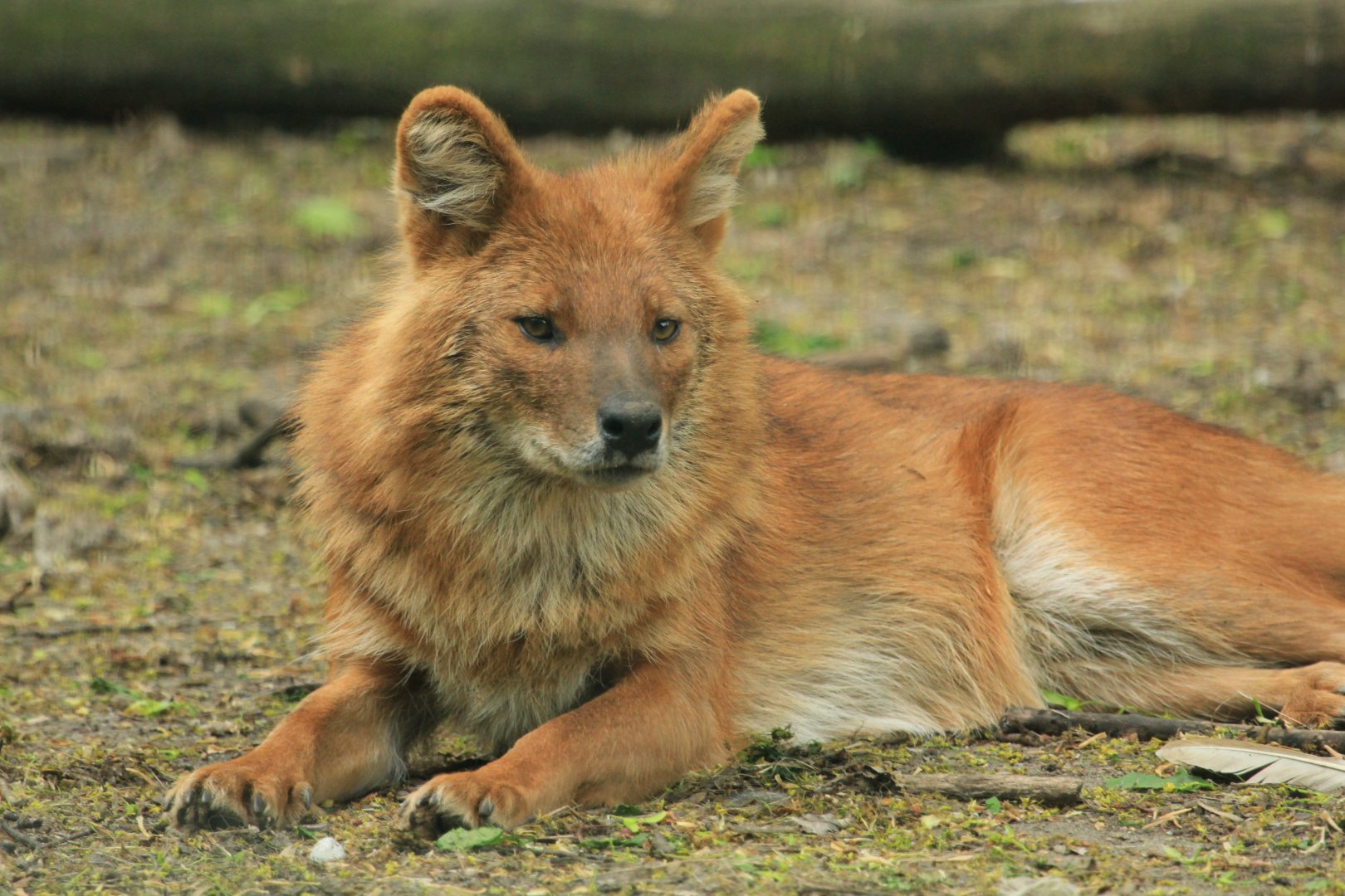 Dhole (April 2018)