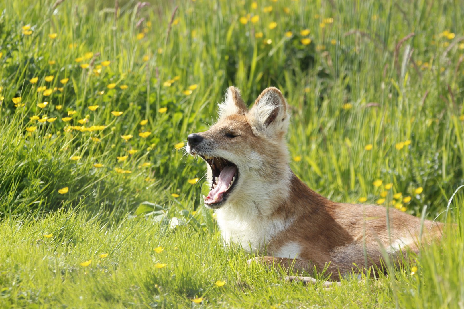 Dhole - Asian Wild dog yawning