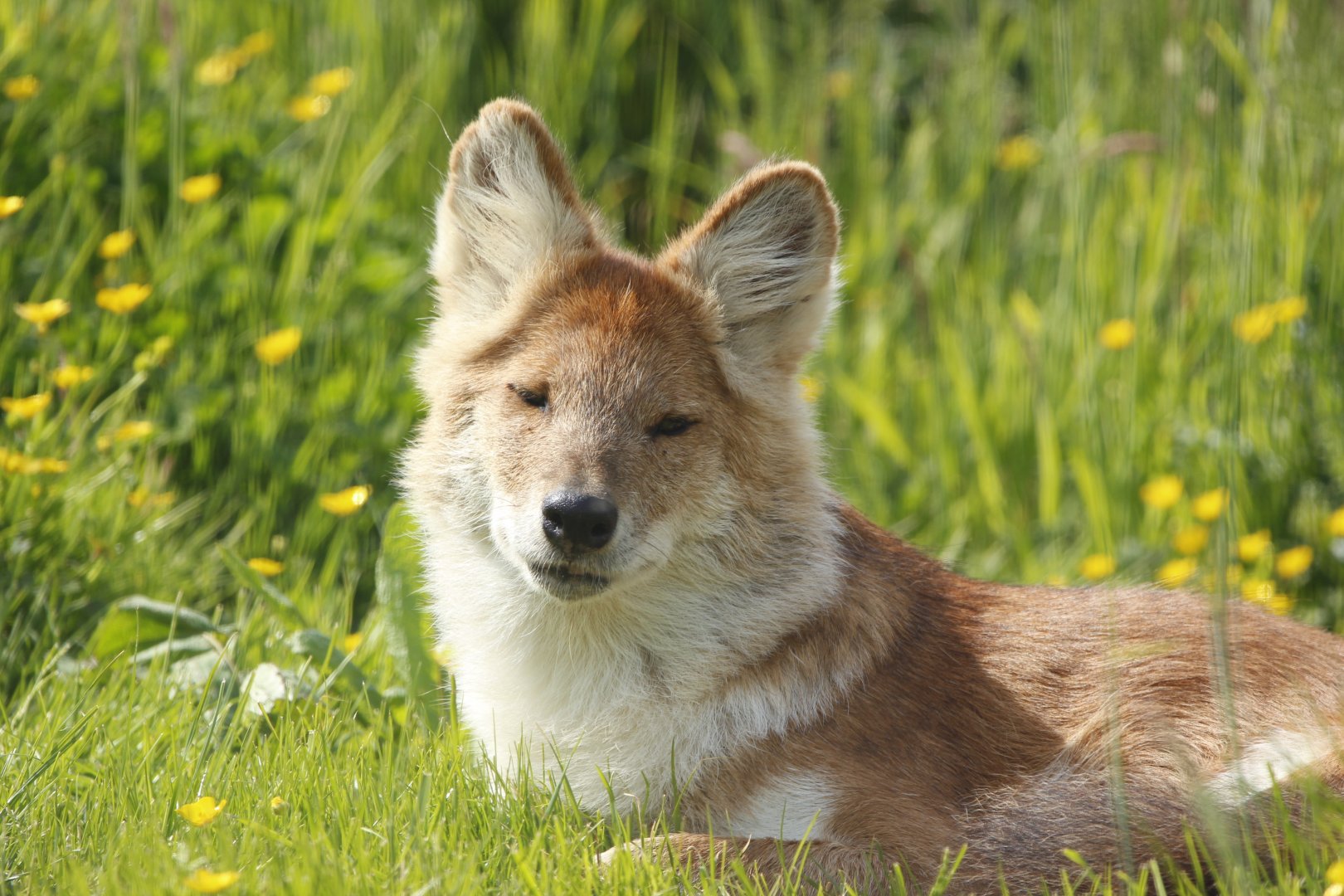 Dhole - Asian Wild dog