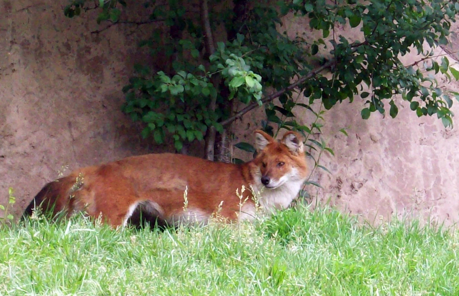 Dhole (Asiatic Wild Dog)