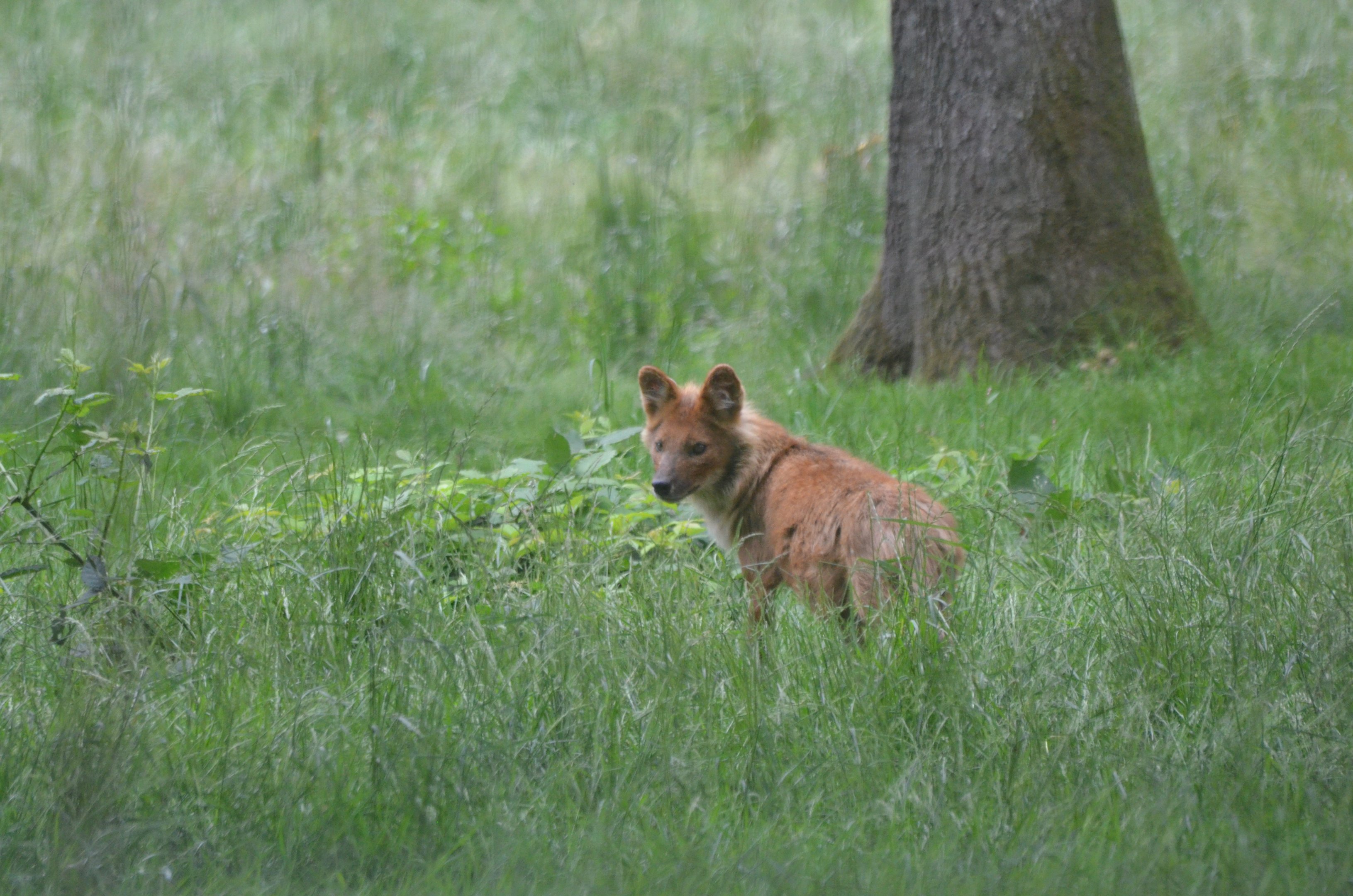 Dhole at Haute-Touche, 14/06/18