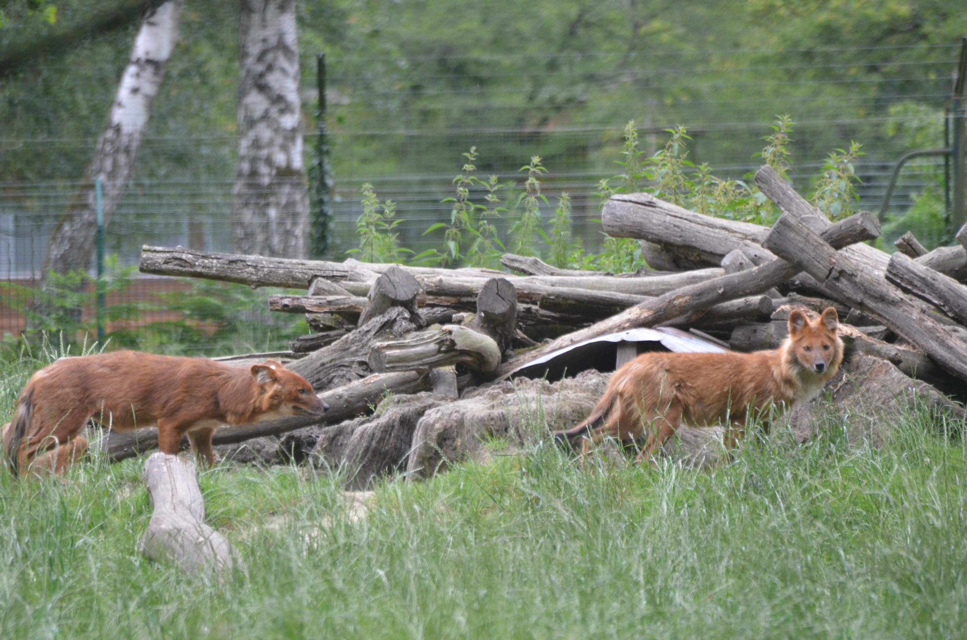 Dhole at Haute-Touche, 14/06/18