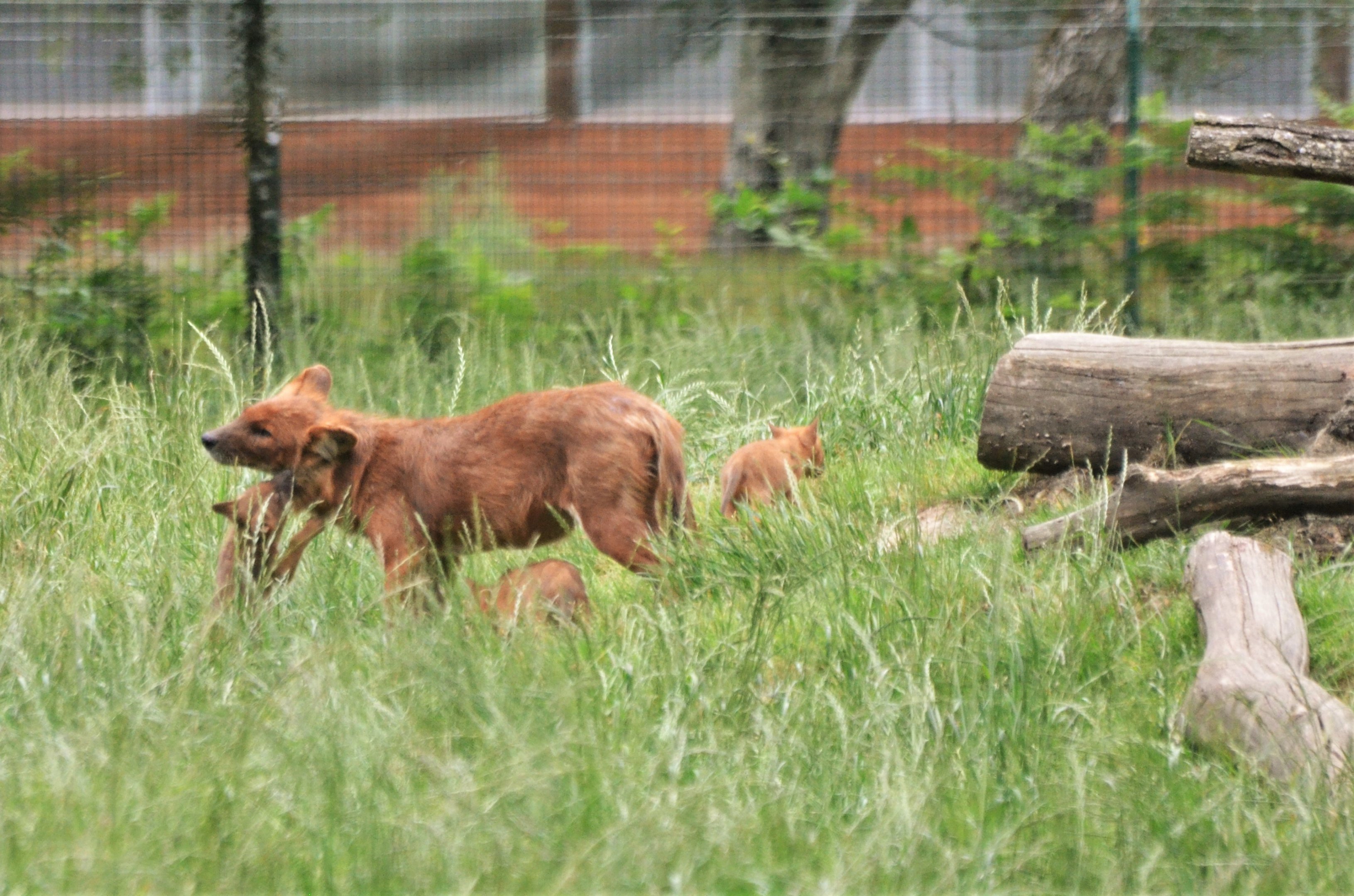 Dhole at Haute-Touche, 14/06/18