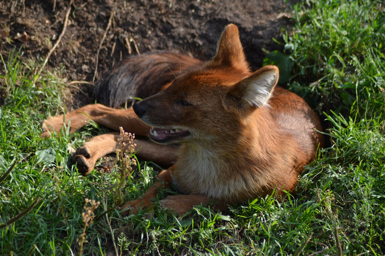 Dhole at Kolmården