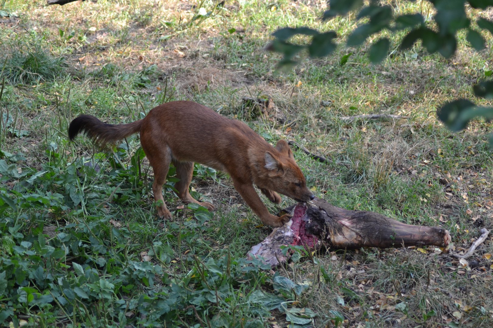 Dhole at Kolmården