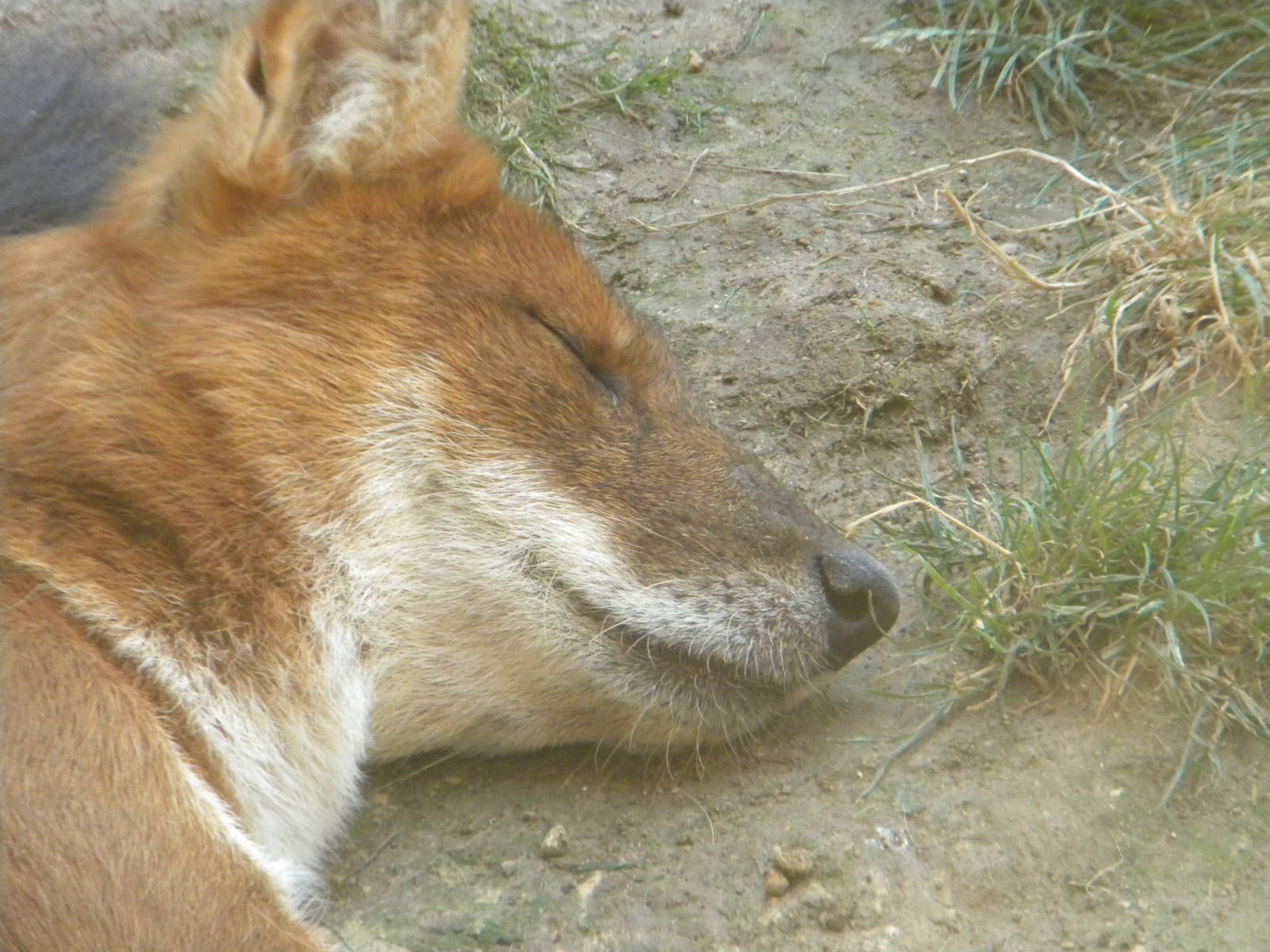 Dhole at Terra Natura 29/07/11
