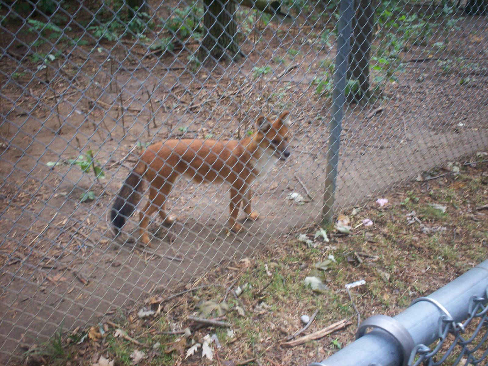Dhole  at the Peterborough Zoo