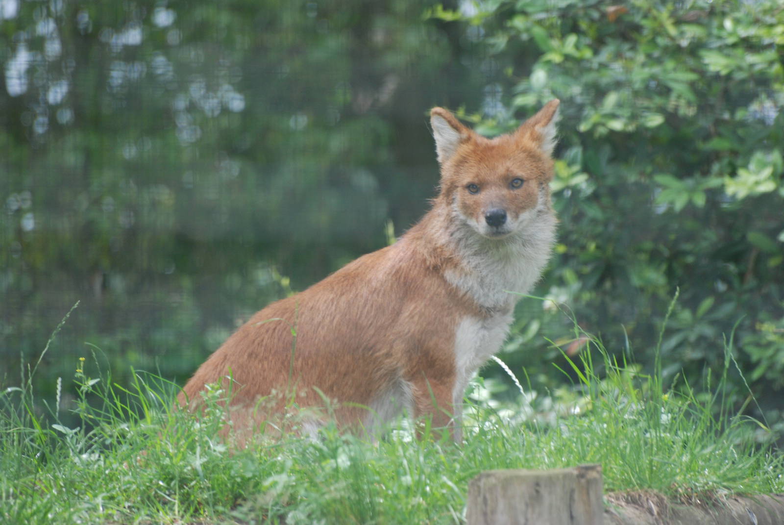 Dhole at Twycross, 18/06/11