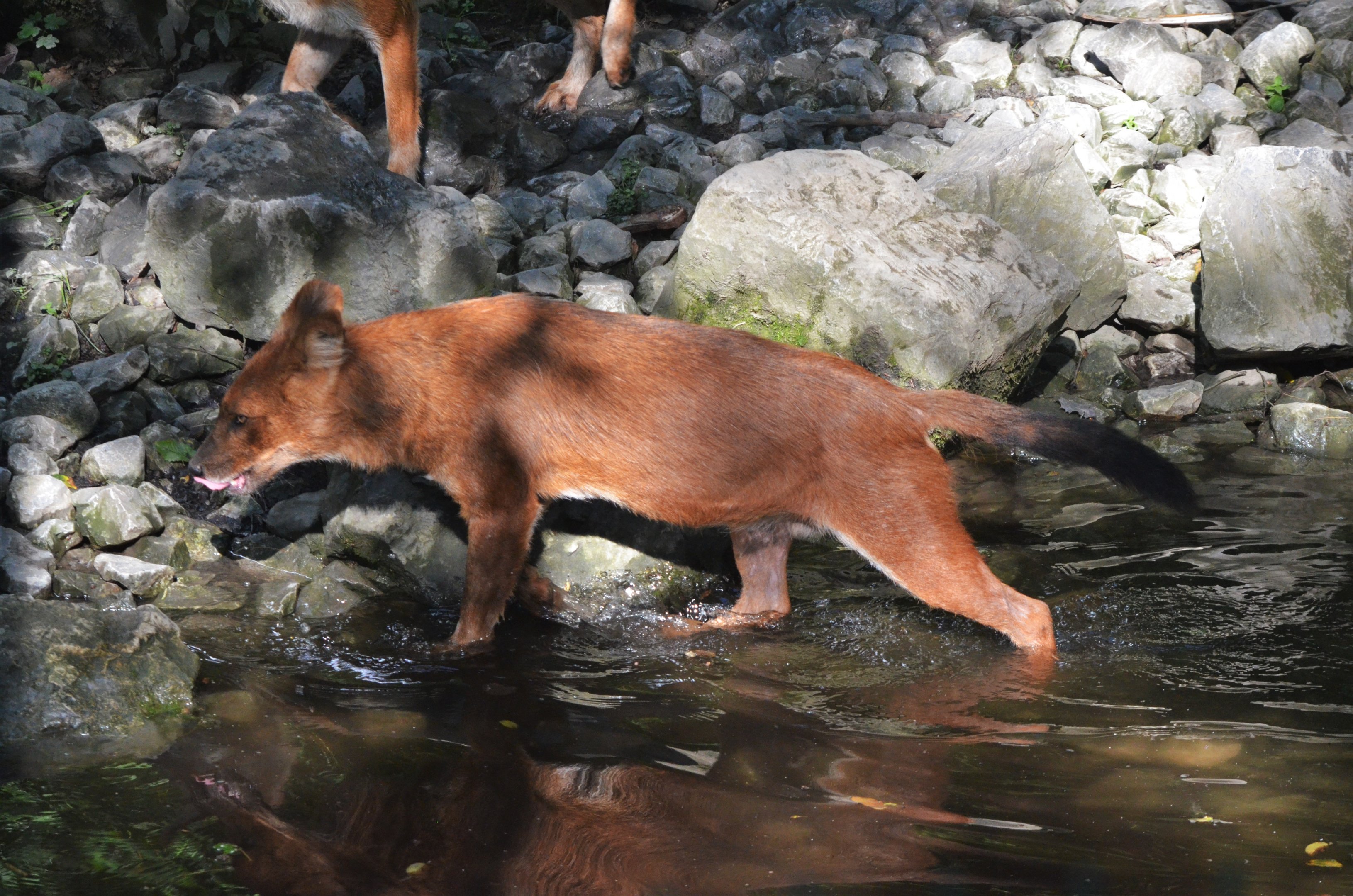 Dhole at Wuppertal, 16/06/19