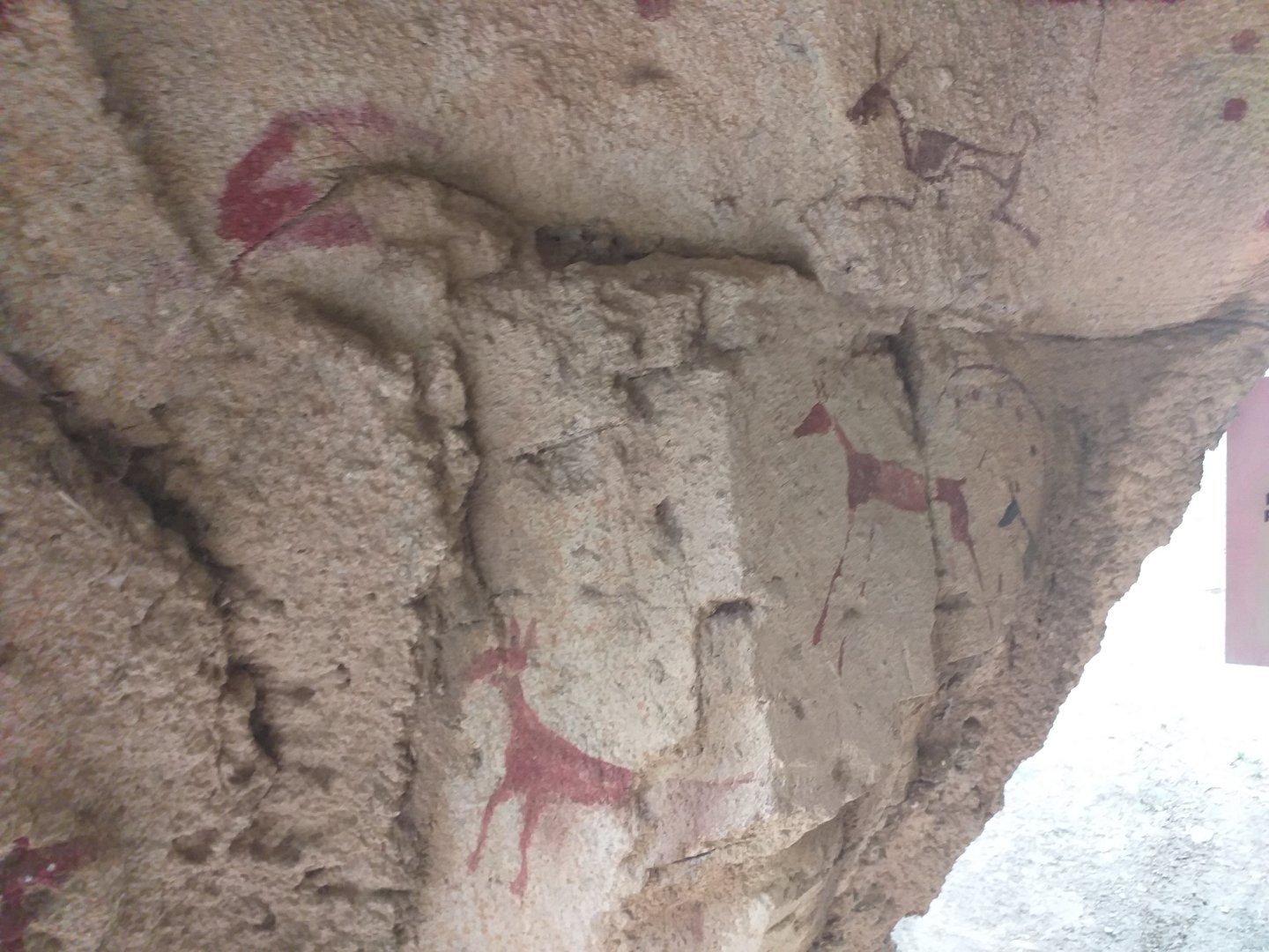 Dhole cave paintings -TerraNatura Benidorm (2021)