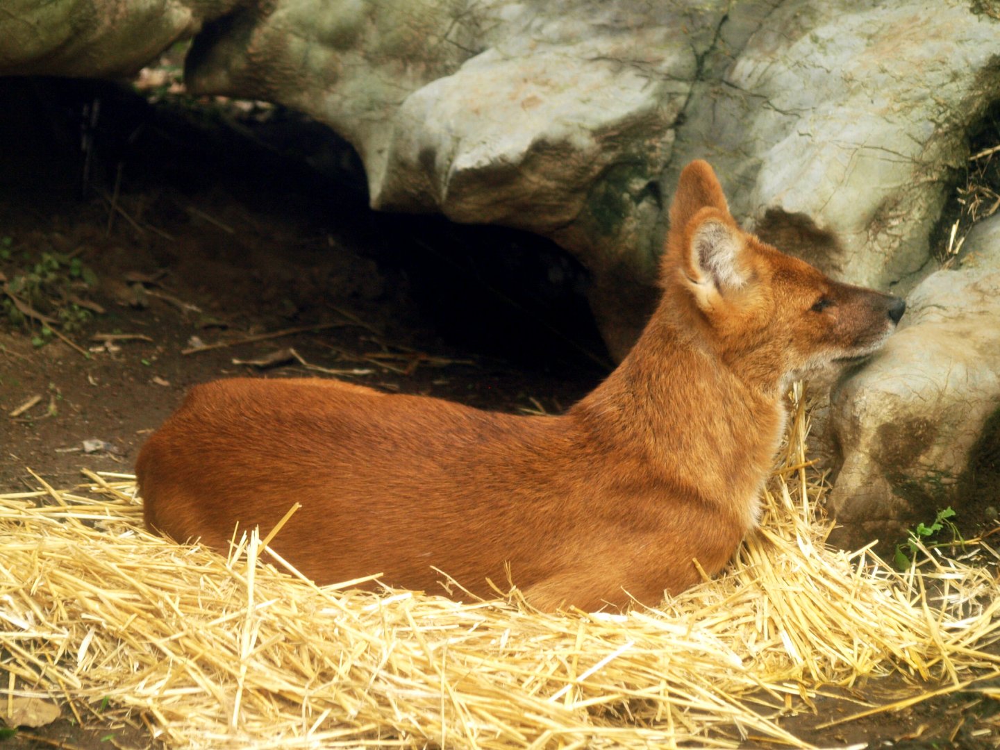 Dhole - Central Asian highlands